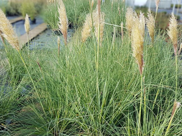 Cortaderia selloana "Evita" ® - (Kleines Pampasgras "Evita" ®),